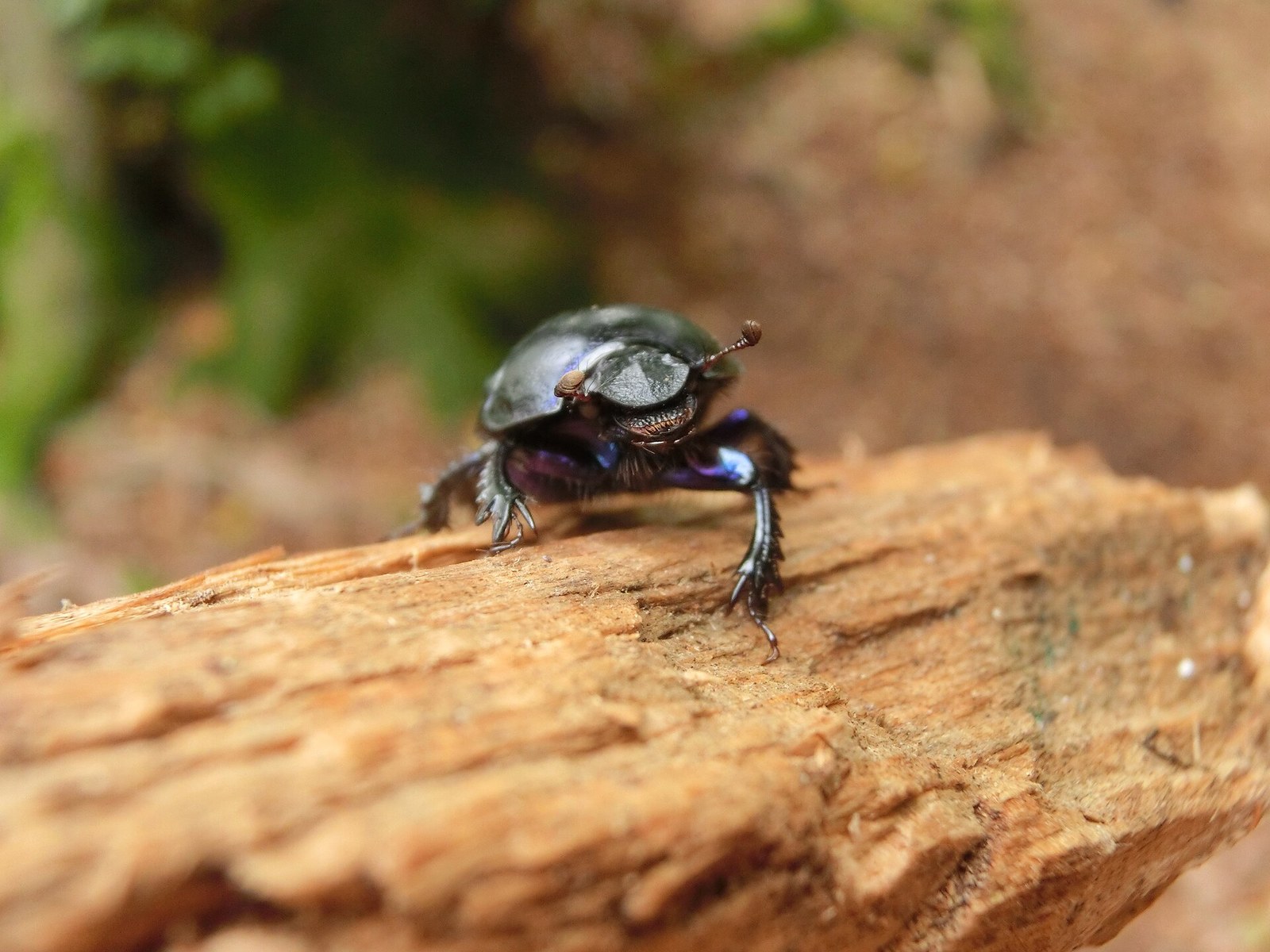 A 14-Year-Old Won Wildlife Photographer of the Year With a Dung Beetle